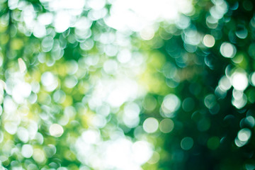 Fototapeta premium Natural green blurred abstract for background