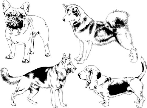 vector drawings sketches pedigree dogs in the racks drawn in ink by hand , objects with no background