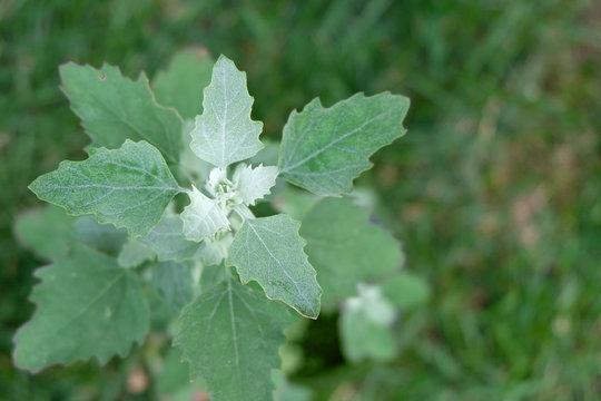 The top of a Lamb's Quarter's plant, shallow depth of field. The white powder is very characteristic of this plant.