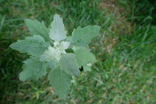 The top of a Lamb's Quarter's plant, Deep DOF. The white powder is very characteristic of this plant.