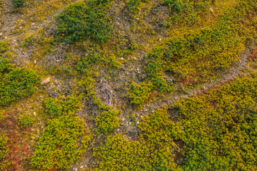 Rhododendron bushes on the mountain slopes. Green rhododendron leaves