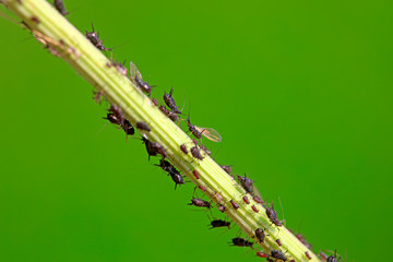 Black aphid in the wild