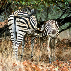 Plains Zebra, (Equus burchellii), Kruger National Park, Mpumalanga, South Africa, Africa