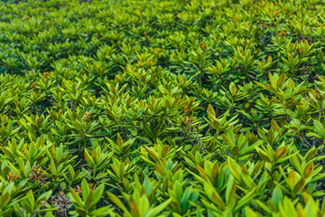 Rhododendron bushes on the mountain slopes. Green rhododendron leaves