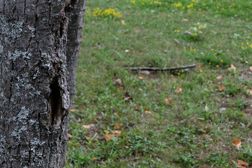 The textured bark of a tree with a green grass background. A grayish blue lichen is growing on the tree bark, and a knot can also be seen in the tree.