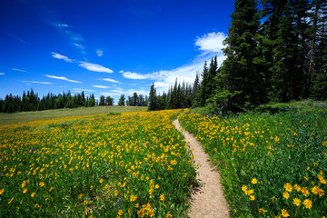 A hiking trail leads through an alpine wildflower meadow at Cedar Breaks National Monument, Utah - Powered by Adobe