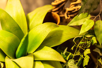 plante d'int&eacute;rieur