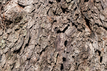 bark of a tree 006
