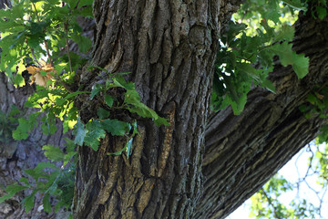 Close up of the bark on a White Oak (Quercus Alba) tree trunk.