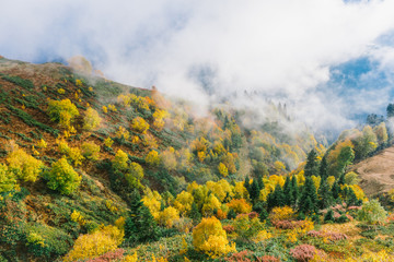 Autumn forest in the mountains. Colorful flora covers the slopes of the mountains. Clouds float over the colorful forest