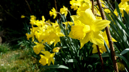 Obraz premium wunderschön blühende Narzissen, Osterblumen in gelb
