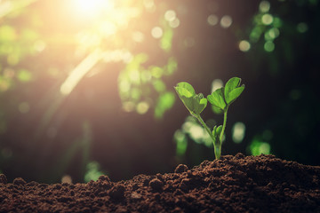 young plant growing in garden with sunlight