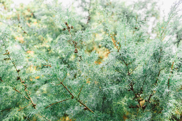 Branches of a juniper tree. Beautiful green forest background. Subtropical forest