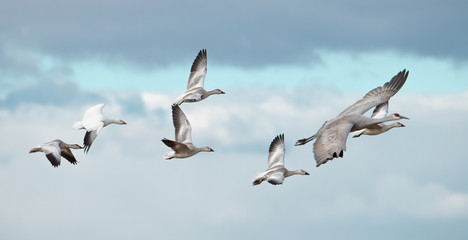 Snow geese following a sandhill crane