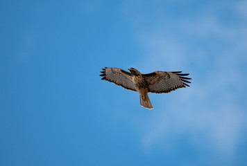 Red tail hawk soaring high in the sky searching for food
