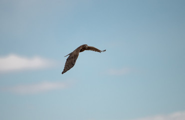Female Northern Harrier Hawk searching for food