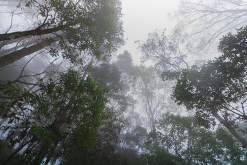 Pine tree forest with fog near mountain at Doi Mon Jong, Chiang Mai, Thailand
