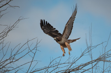 Red tail hawk landing on the branches of a tree