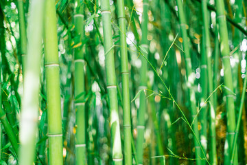 Green bamboo stems. Bamboo forest. Green wall of bamboo stalks