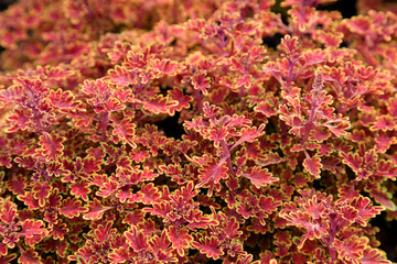 Coleus in the botanical garden