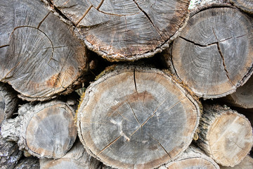 Fuel wood. Preparation for the winter. Firewood. Heating season. Winter. Heat with wood.