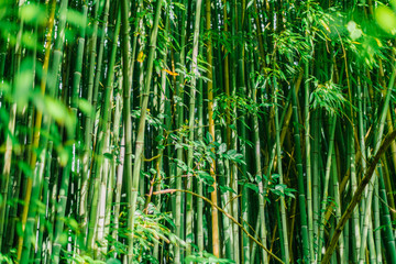 Green bamboo stems. Bamboo forest. Green wall of bamboo stalks