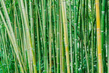 Bamboo forest. Green bamboo stems