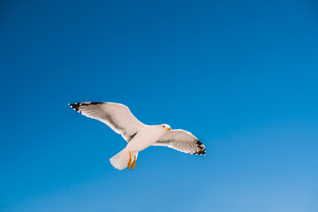 Seagull flying against the blue sky. Bottom view