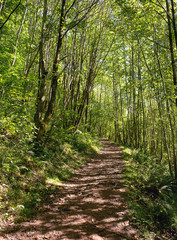 Fototapeta na wymiar Forest in Asturias, Spain