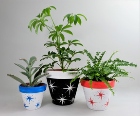 Set of three hand-painted ceramic pots using acrylic paint. Star pattern on mixed backgrounds. With plants.