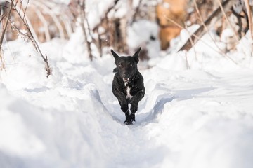 black dog running on deep winter snow