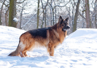 German Shepherd in the winter forest.