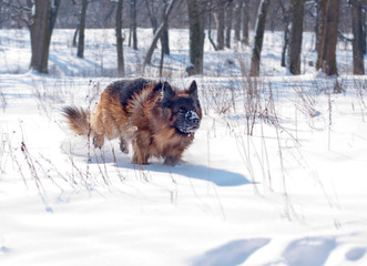 German Shepherd in the winter forest.