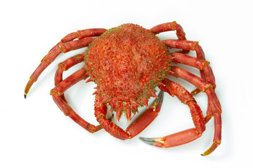 araignée de mer