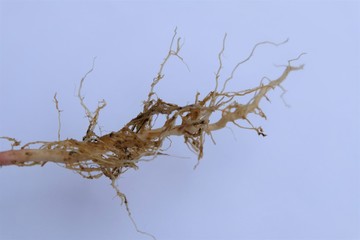 Roots of a Lamb's Quarter's plant.
