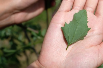 The bottom of a Lamb's Quarters (Chenopodium Album) leaf. A hand is holding the leaf to show scale and for contrast.