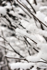 tree branches after heavy snowfall