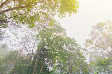 Fototapeta premium Pine tree forest with fog near mountain at Doi Mon Jong, Chiang Mai, Thailand