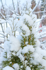 thuja branches after heavy snowfall