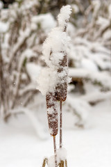 cattail in winter after snowfall