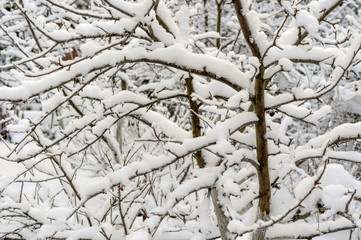 tree branches after heavy snowfall