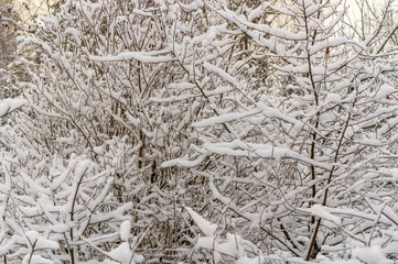 tree branches after heavy snowfall