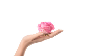 partial view of woman holding pink rose flower in palm isolated on white