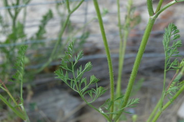 A Queen Anne's Lace (Daucus Carota) Leaf. These Leaves Are Very Feathery Looking, And Resemble The Domestic Carrot. The Leaves Are Broad And Flat, Also They Alternate. A Parsley Smell Is Faint In Them