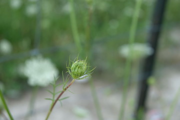 A Queen Anne's Lace (Daucus Carota) Flower Bud Before It Has Bloomed. This Is A View Of The Top.