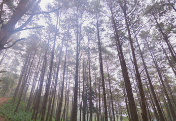 Pine tree forest with fog near mountain at Doi Mon Jong, Chiang Mai, Thailand