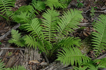 Naklejka na ściany i meble A Beautiful Healthy Fern Growing On The Floor Of A Forest, Despite All The Bark And Debris On the Ground This Plant Flourishes.
