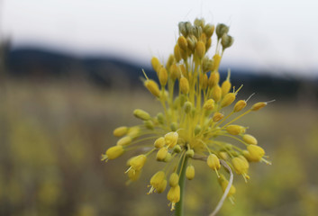 Rare wild flower buds