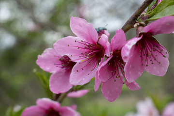 Pink cherry flowers blooming on a branch