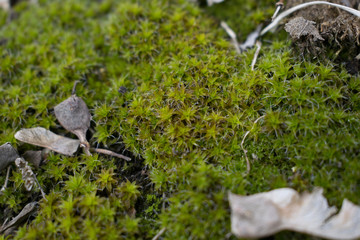 Interesting little world of a forest moss